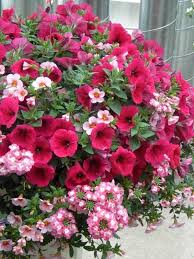 Balkon Pflanzen Und Blumen Blutenpracht Und Sichtschutz Pflanzen Petunien Bepflanzung