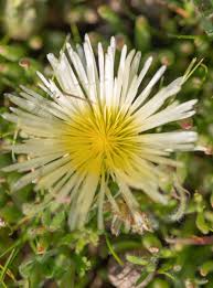 Image result for Corbichonia