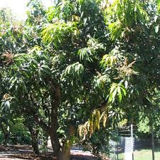 Image result for Mangifera