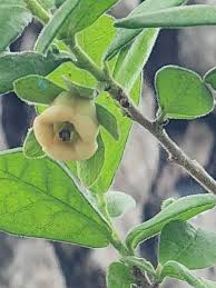 Image result for Diospyros batocana
