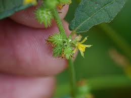 Image result for Triumfetta