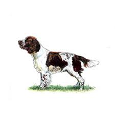 Click the english springer spaniel coloring pages to view printable version or color it online (compatible with ipad and android tablets). Spaniel English Springer Breeds A To Z The Kennel Club