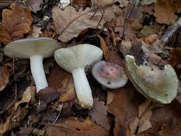 Image result for Russula compacta