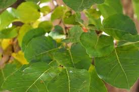 Image result for Diospyros gabunensis