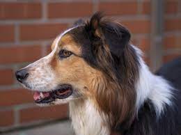 We did not find results for: Datei Border Collie Tri Colour Face 1 Jpg Wikipedia