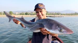 Marmara Da Lrf Takimi Ile Kopek Baligi Avi Sharks On Lrf Tackle Youtube