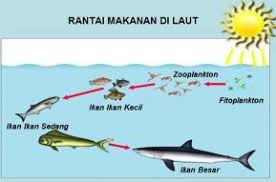 Nah agar lebih dapat memahami dan mengerti simak ulasan selengkapnya dibawah ini. Rantai Makanan Laut Sawah Hutan Sungai Dan Manusia