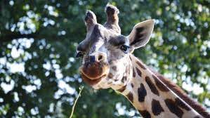 Dieses kleine zebra galoppiert nun durch den saarbrücker zoo. Afrikahaus Und Nachtzoo Zoologischer Garten