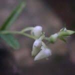 Image result for Polystachya laurentii