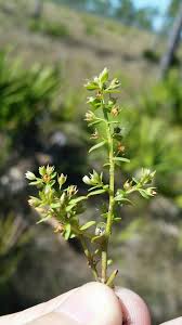Image result for Anagallis pumila