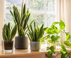 House plant tour | north facing window and 2 mystery plants! Bright Ideas For Houseplants Otago Daily Times Online News