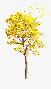 Tree c ollection in botany, a tree is a perennial plant with an elongated stem, or trunk, supporting branches and leaves in most species. Transparent Yellow Tree Png Yellow Autumn Tree Png Png Download Kindpng