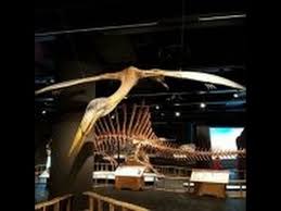 Exposición en el museo de barcelona cosmocaixa. Museos De Dinosaurios En Madrid Y Barcelona Dinosaurios