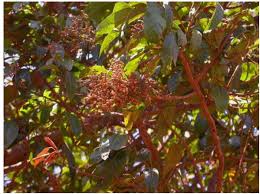 Image result for Maesa lanceolata