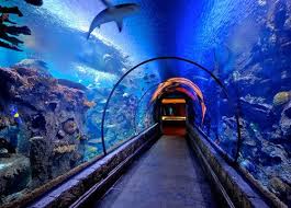 Shark Reef Mandalay Bay Top 10 Things To Do In Las Vegas Will Definitely Be Do This This Time Around Vegas Vacation Las Vegas Vacation Las Vegas Trip