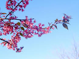 Image result for Prunus cerasoides