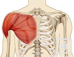Image result for shoulder muscles anatomy