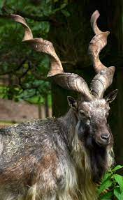 40 Fun Facts About The Markhor Pakistan S National Animal Rare Animals Animals Unusual Animals