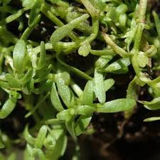 Image result for Callitriche vulcanicola