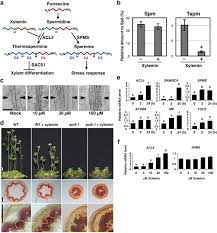 It is present occasionally, purely cellulosic and sometimes contains xylem found they are found in fruits, flowers and leaves. Chemical Control Of Xylem Differentiation By Thermospermine Xylemin And Auxin Scientific Reports