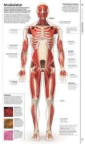 Anhänger dieser methoden behaupten, dass sie allerlei gesundheitliche vorteile mit sich bringen, sei es mehr energie, besserer schlaf oder gewichtsverlust. Mensch Der Anatomie Atlas Mit Spektakularen Bildern