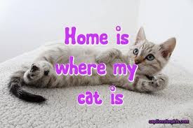 Sep 23, 2020 · caption for cat pictures. 120 Best Captions For Cat Pictures Funny Cute And Clever Photo Girls Captions