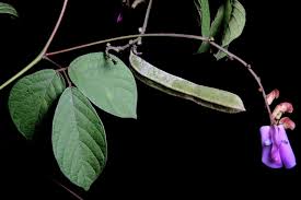 Image result for Canavalia