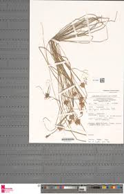 Image result for Hypolytrum heteromorphum