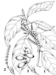 Image result for Gnetum