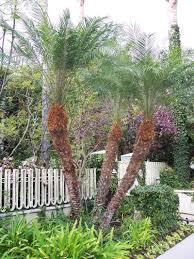 Click to read more about the pygmy date palm Plantfiles Pictures Phoenix Species Pygmy Date Palm Robellini Palm Phoenix Roebelenii By Palmbob