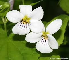 Pin On Flowers