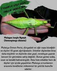 Iman Hakikati Cicekler Bocekler Kuslar Baliklar Bakteriler Hayvanlar Gokyuzu Yeryuzu Mucizeler Guzellikler Manzaralar Den Charles Darwin Iman Evrim