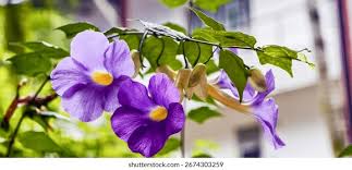 Image result for Thunbergia erecta