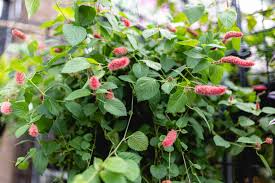 Image result for Acalypha fimbriata