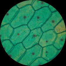 Plant cell nucleus under microscope. Plant Animal Cells Staining Lab Answers Schoolworkhelper