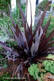 Moderate to low water needs once established. Phormium Black Adder Plantipp