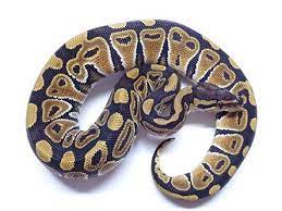 Ball Pythons For Sale Pythons For Sale Ball Python Fancy Bearded Dragon