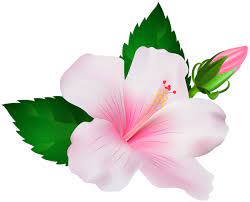 Hibiscus Png Clip Art Image Flower Drawing Flower Art Flower Clipart