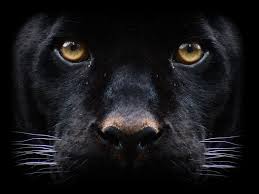 Find minimalist aesthetic wallpapers hd for desktop computer. Fotos Grosse Katze Schwarzer Panther Ein Tier Schwarzer Hintergrund