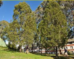 Image result for Callitris endlicheri