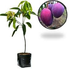 Cangkokan, ovulasi, tabulampot harga bibit murah & bergaransi hubungi: Pusat Distributor Grosir Eceran Jual Bibit Tanaman Buah Mangga Irwin Ungu Langka Murah Online Di Kota Kabupaten 9 Samudrabibit Com