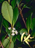 Image result for Myrsinaceae