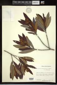 Image result for Acridocarpus chloropterus