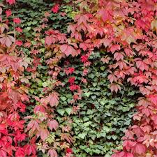 Image result for Parthenocissus quinquefolia