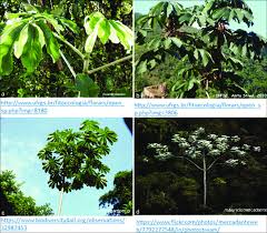 Image result for Cecropia pachystachya