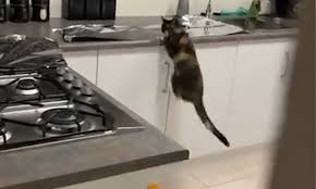 Here are several things you can do to keep kitty where he belongs: Foiled Cat Freaks Out After Owner Puts Tinfoil On His Kitchen Surfaces To Stop It Jumping Up Daily Mail Online