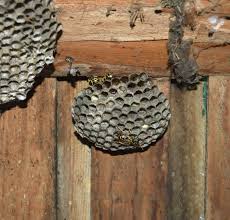 The same origin (same site) policy limits access of windows and frames to each other. Paper Wasps Usually Build Their Nests Under Sheltered Areas Such As Window Sills Door Frames And The Eaves Of Structur Paper Wasps Window Sills Fascia Board