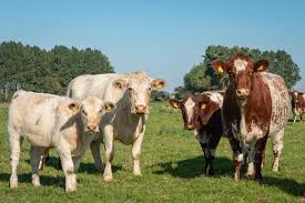 A commercial steer or bull calf is expected to put on about 32 to 36 kg (71 to 79 lb) per month. Mature Cow Weights The Beef Shorthorn Cattle Society