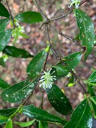 Image result for Cassipourea congoensis