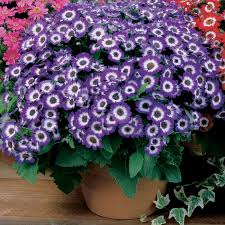 Image result for Cineraria mazoensis